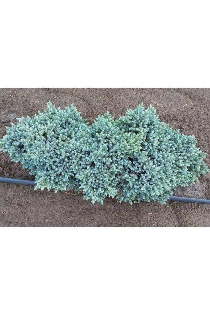 Ялівець лускатий Блю Стар - ком20кг/вис.20-25см/Ø40-50см